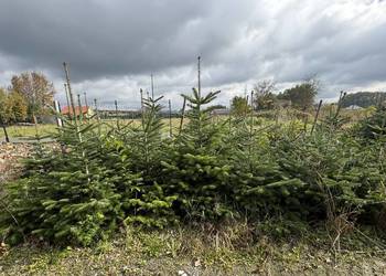 Jodła Kaukaska, Świerk Srebrny