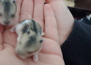 2 małe chomiki dżungarskie