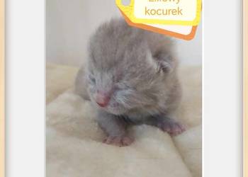 Kotek brytyjski - zapraszam do rezerwacji
