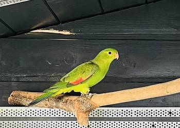 Krasnopiórka czerwonoskrzydła samica