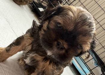 Suczka shih tzu do rezerwacji