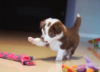 Border Collie szczenieta