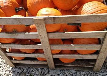 Dynia premium halloween ozdobna 5-10kg