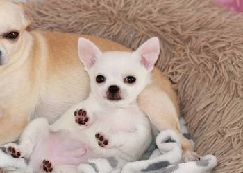 Gotowy do odbioru XS Chihuahua krótkowłosy ZKwP FCI