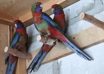 Rozella rozelle królewskie