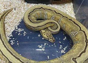 Samica pyton królewski Pinstripe enchi poss. Fire/yb