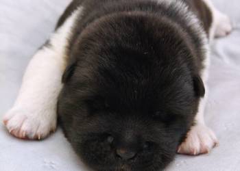 Szczenięta AKITA AMERYKAŃSKA - sunia i samiec - hodowla PlayTime FCI