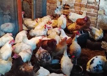 Kury nioski sprzedam