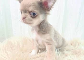 Chihuahua długowłosa liliowa