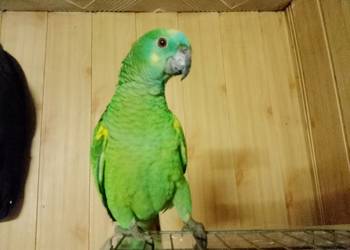 Amazonki papugi