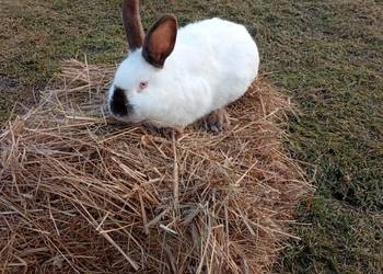 Krolik Kalifornijski samiec