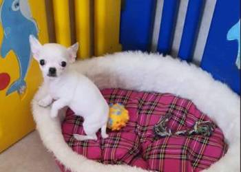 Chihuahua,Cziłała śliczny biały piesek