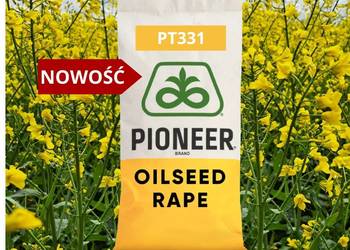 Nasiona rzepaku Pioneer PT331 odporny na kiłę NOWOŚĆ