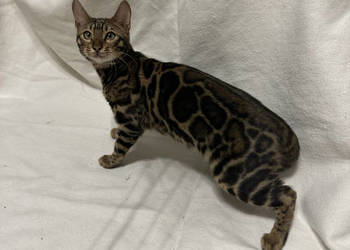 Bengalska samica – Bloom, 5 mies, Dark Brown Spotted Tabby z rodowodem