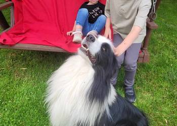 border collie FCI