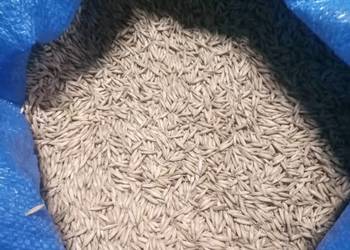 Owies ozimy Southwark Owies ozimy Southwark