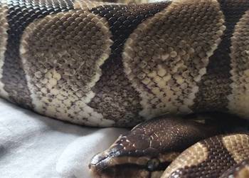 Pyton Królewski łagodny samiec