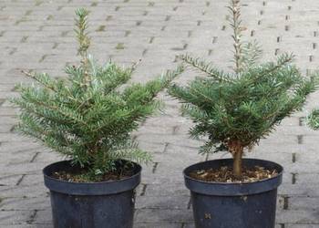 Jodła koreańska sadzonka w doniczce