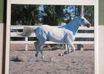 WJ Yenne The pictorial encyclopedia of Horses