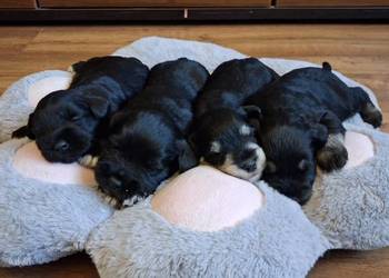 Sznaucer miniaturowy