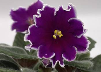 Fiołek afrykański kwitnąca sadzonka