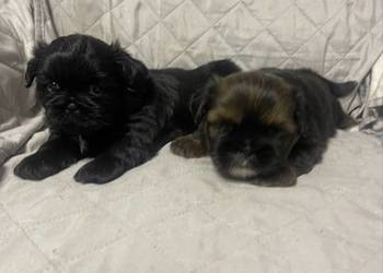 Shih tzu