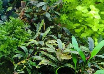 Bucephalandra - roślina akwariowa