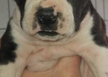 Szczeniak American Staffordshire Terrier