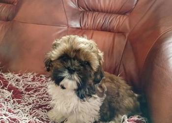 Shih Tzu
