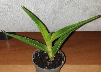 Aloes, zielony, roślina rosnąca