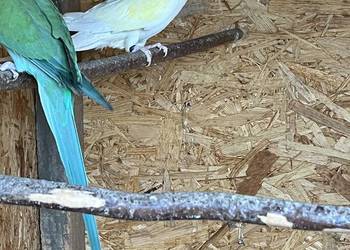 Samica aleksandretta obrożna 23r cremino