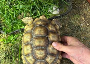 Zółw pustynny żółw lądowy centrochelys sulcata
