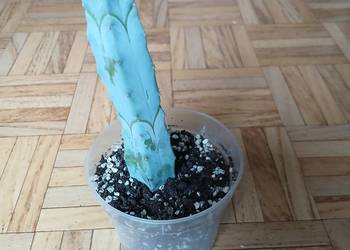 Myrtillocactus geometrizans niebieski kaktus