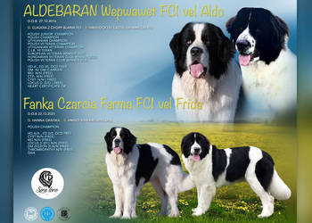 Landseer, szczeniak,  ZKwP/FCI
