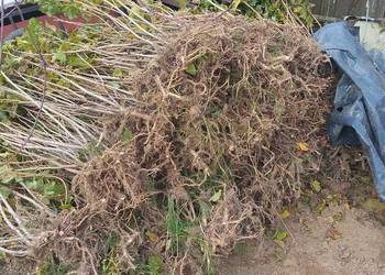 porzeczki tisell 2 letni porzeczki tisell 2 letni