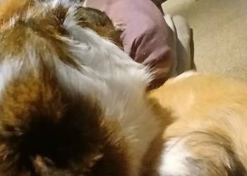 Świnka morska rozetka