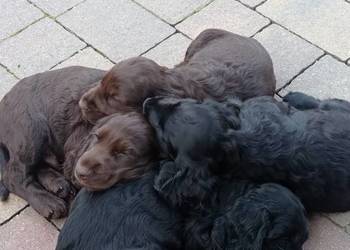 Śliczne szczeniaczki Cocker spaniel