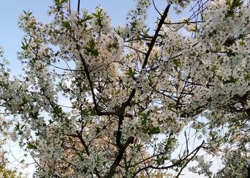 SPRZEDAM DZIAŁKE ROD