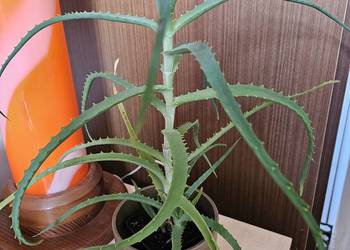 Aloes.  Roślina doniczkowa, roślina domowa