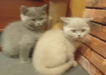 Kotka brytyjska liliowa i niebieska