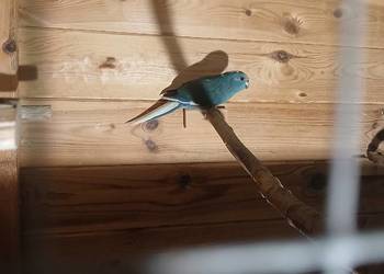 Papuga koza kolorowa niebiesko biała