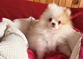 Szpic miniaturowy pomeranian