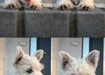 West highland white terrier