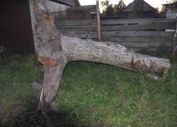 Kłody orzech i czereśni