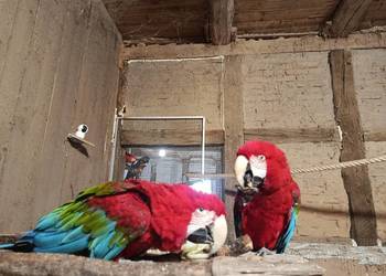 Ara chloroptera ręcznie karmiona