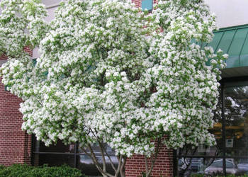 ŚNIEGOWIEC CHIŃSKI - sadzonki w doniczkach