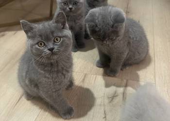 Kotki Brytyjskie Niebieskie