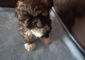 Szczeniaki rasy shih tzu