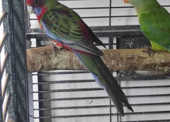 Rozella królewska, samiec