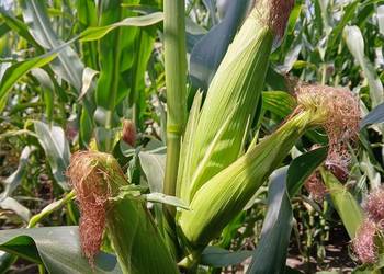 Kukurydza na kiszonke